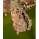 Pale Prominent Moth 2