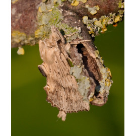 Pale Prominent Moth 2