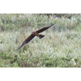 Pallid Harrier Welney