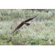 Pallid Harrier