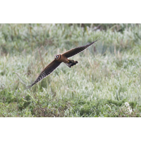 Pallid Harrier