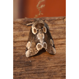 Peach Blossom Moth