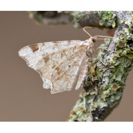 Peacock Moth