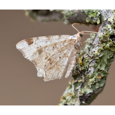 Peacock Moth