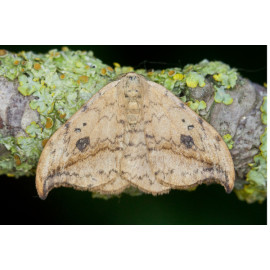 Pebble Hook Tip Moth