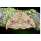 Pebble Hook Tip Moth