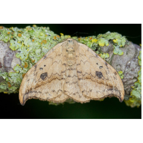 Pebble Hook Tip Moth