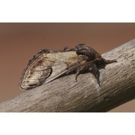Pebble Prominent Moth
