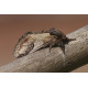 Pebble Prominent Moth