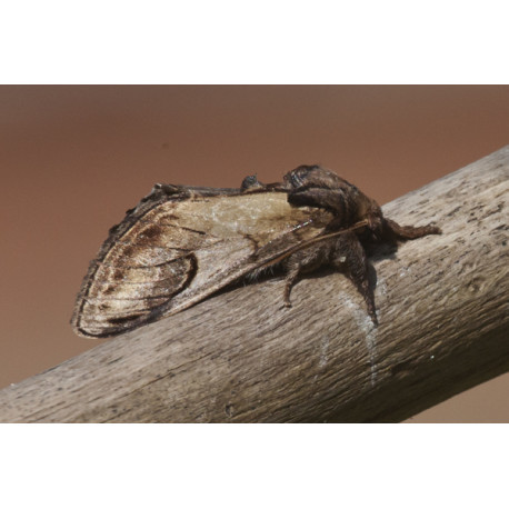 Pebble Prominent Moth