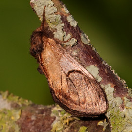 Pebble Prominent Moth 1