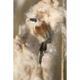 Pendulain Tit Longford