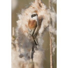 Penduline Tit Longford 1