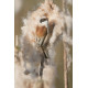 Penduline Tit Longford 1