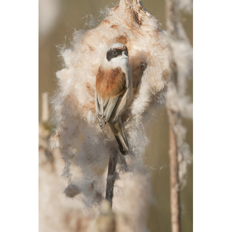 Penduline Tit Longford 1