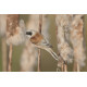 Penduline Tit Longford 2
