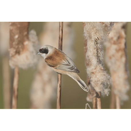 Penduline Tit Longford 2