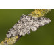 Peppered Moth