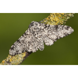 Peppered Moth