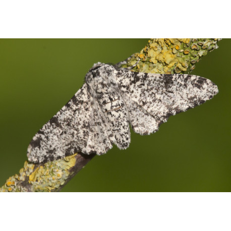 Peppered Moth