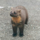 Pine Marten Glenloy