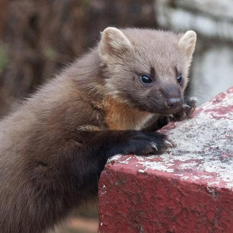 Pine Marten Glenloy 1
