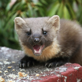 Pine Marten Glenloy 2