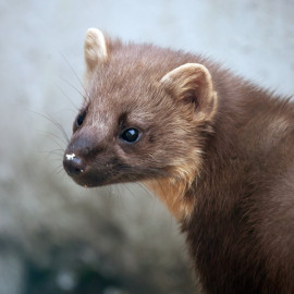 Pine Marten Glenloy 4