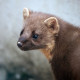 Pine Marten Glenloy 4