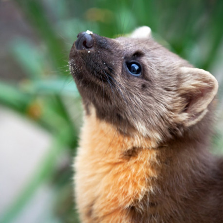 Pine Marten Glenloy 5