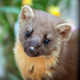 Pine Marten Glenloy 6