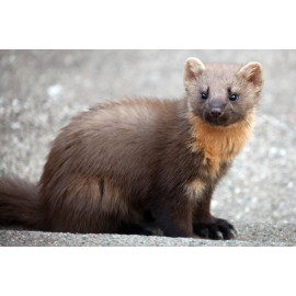 Pine Marten Glenloy 7