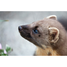 Pine Marten Glenloy 8