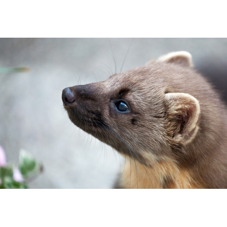 Pine Marten Glenloy 8