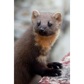 Pine Marten Glenloy 9
