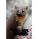 Pine Marten Glenloy 9