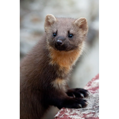 Pine Marten Glenloy 9