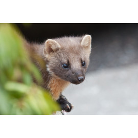 Pine Marten Glenloy 10