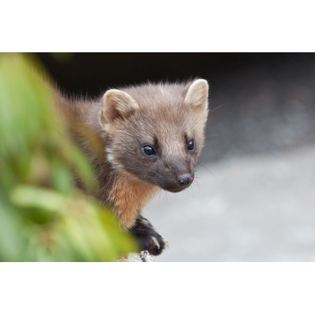 Pine Marten Glenloy 10