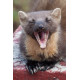 Pine Marten Glenloy 11