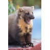 Pine Marten  8