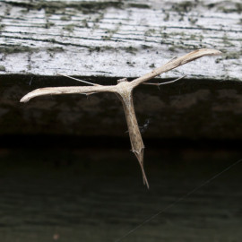 Plume Moth