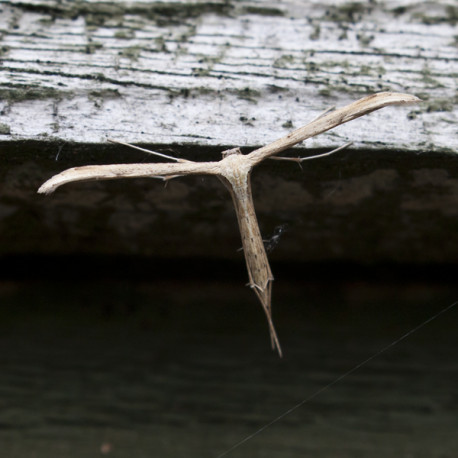 Plume Moth