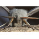 Poplar Hawk Moth