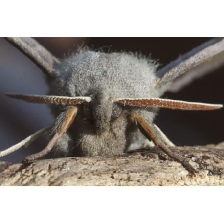 Poplar Hawk Moth