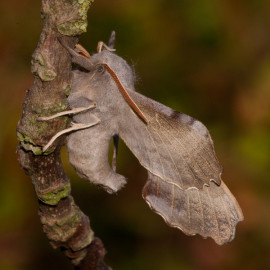 Poplar Hawk Moth 1