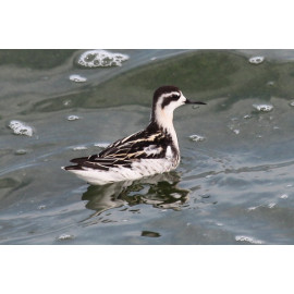 Red Necked Phalarope Covenham 1