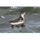 Red Necked Phalarope Covenham
