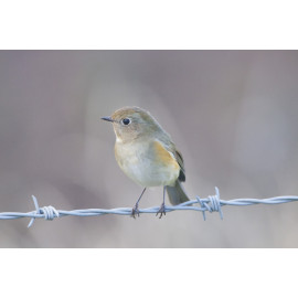 Red Flanked Bluetail Donna Nook