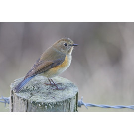 Red Flanked Bluetail Donna Nook 1